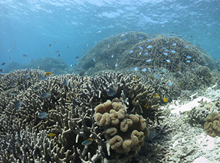 八重干瀬(やびじ)