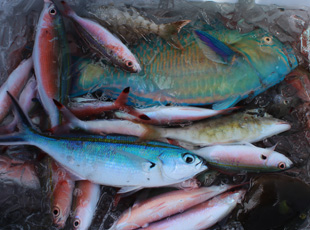 沖縄ならではのカラフルな魚