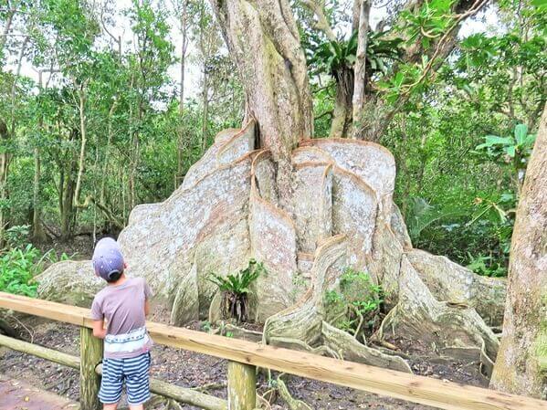 サキシマスオウノキ