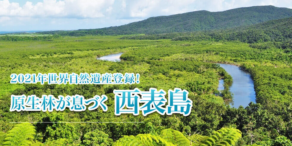 希少な動植物が暮らす秘境の森へ 原生林が息づく西表島