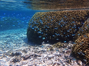 透明度の高い慶良間の海