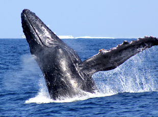 近距離でクジラが見れる！