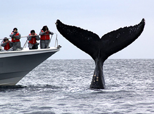 クジラのダイナミックなパフォーマンス