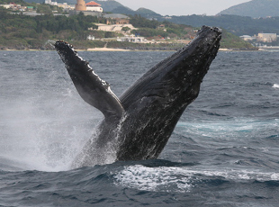 クジラを間近で見れるダイナミックな光景