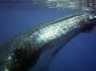 ザトウクジラの生態
