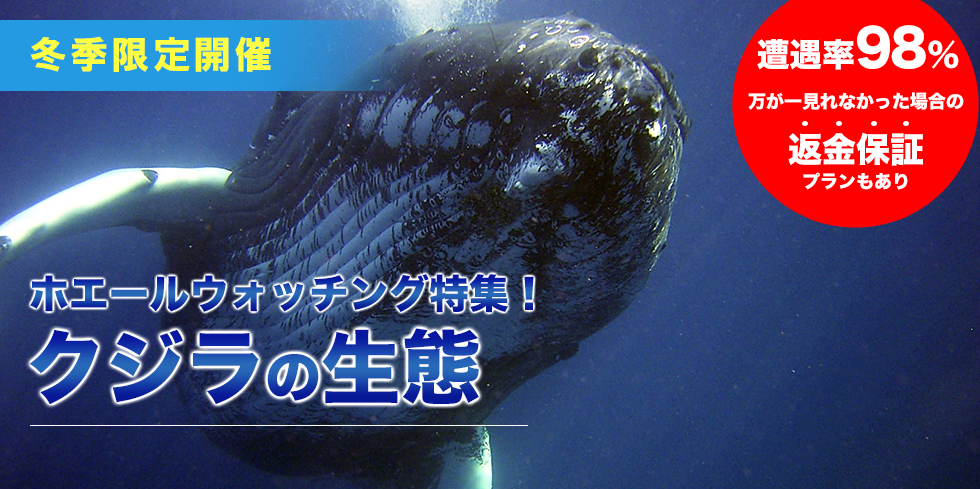 ホエールウォッチング特集！クジラの生態