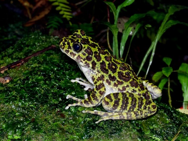 オキナワイシガエル