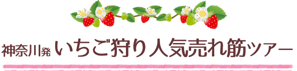 千葉発 いちご狩り売れ筋バスツアー