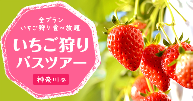 いちご狩りバスツアーを厳選!神奈川発のバスツアーを比較・予約