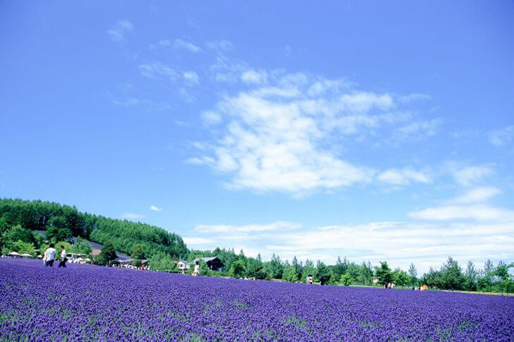 富良野のラベンダー畑。7月に見ごろを迎える。
