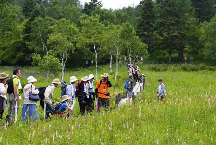 ガイドの案内で、山野草が咲く湿原を進む