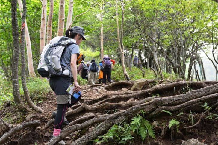 ダケカンバの林を進んで、山頂へ