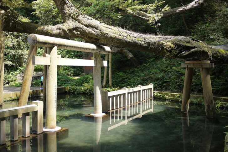 鹿島神宮 御手洗池(みたらしいけ)