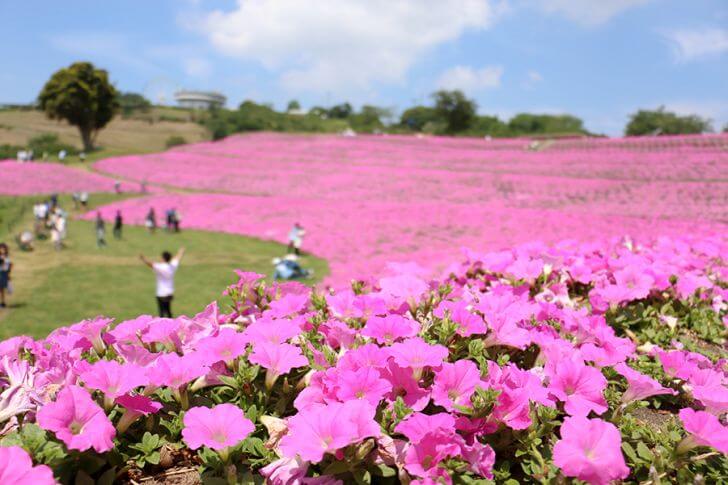 夏から秋にかけては、ピンクの花畑が広がる。