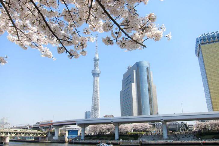 隅田公園から桜越しにスカイツリーを眺める。