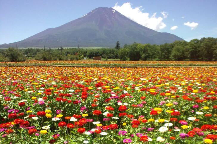花の名所!山中湖花の都公園バスツアー