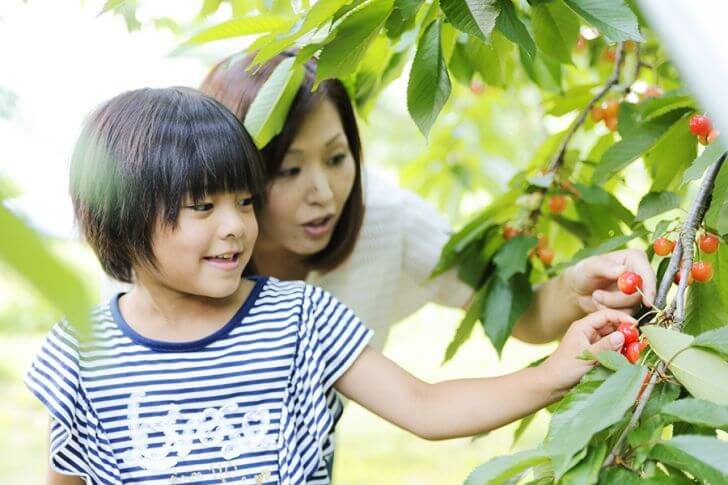 さくらんぼは、小さな子どもでも摘み取りやすい