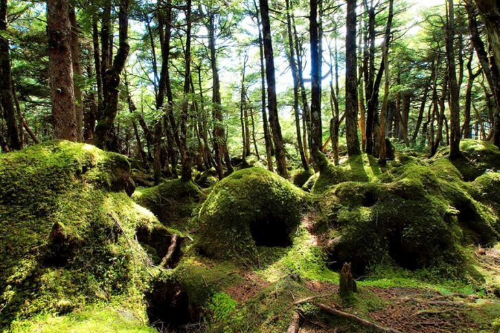 苔の森。日本蘚苔類学会の「日本の貴重なコケの森」にも選ばれています。日が差し込む風景もまた幻想的。