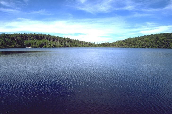 標高2,100m以上の天然湖では日本最大の「白駒の池」。11月下旬には凍結し、かつてはスケート合宿が行われていたそう。