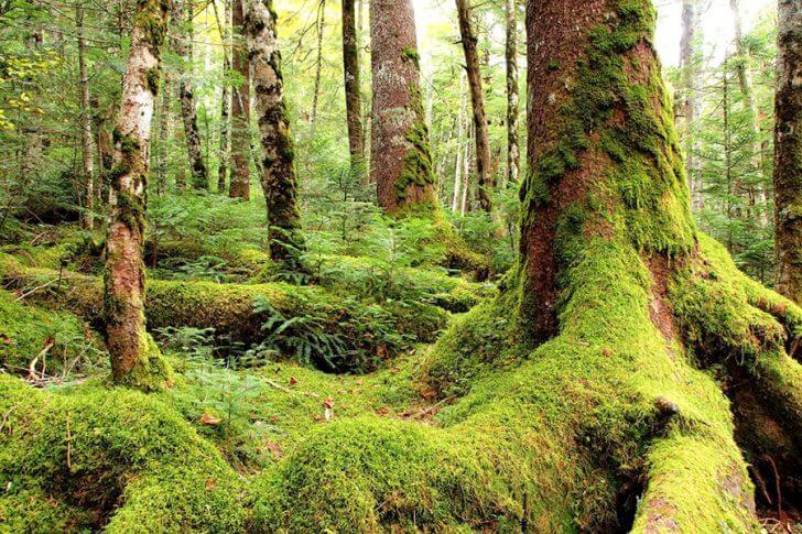 約500種類の苔が生息する「苔の森」。ルーペや虫めがねを持って出かけましょう。