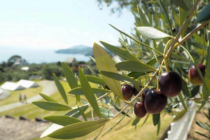 小豆島のオリーブ園