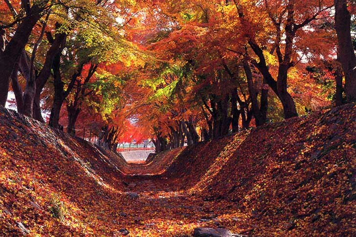 秋の絶景！河口湖もみじ回廊で、富士山と紅葉の共演