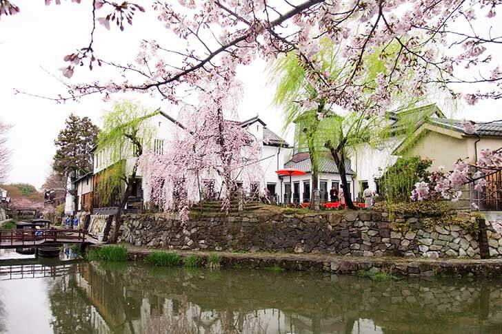 春は八幡堀沿いに桜が咲きます(写真提供:(公社)びわこビジターズビューロー)