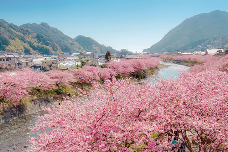 伊豆に春の訪れを告げる河津桜。鮮やかなピンクに目を奪われます。