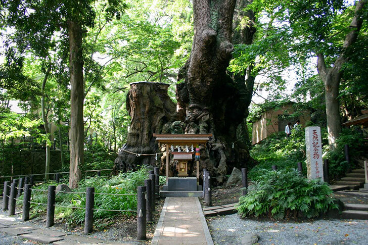 來宮神社の御神木である大楠（国の天然記念物）。第一大楠と第二大楠があります