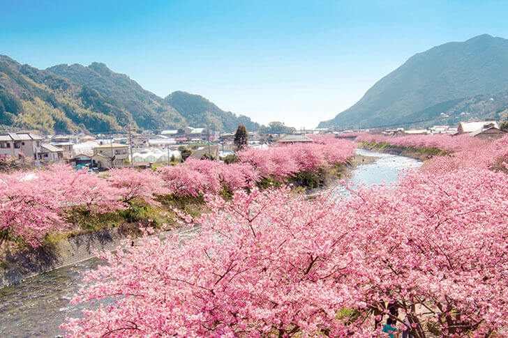 川べりをピンクに染め上げる河津桜。桜のトンネルは感動的。