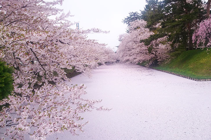 まるで桜の絨毯！散り際がさらに美しい「弘前さくらまつり」