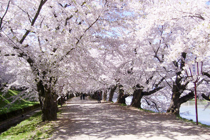 西濠では桜がトンネルのように頭上を覆います。樹木のプロが通年管理・剪定し、たくさんの花をつけています。