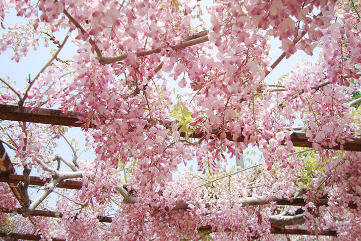 約100種類!それぞれ花の色や咲き方に特色があるのでじっくり鑑賞してみて。