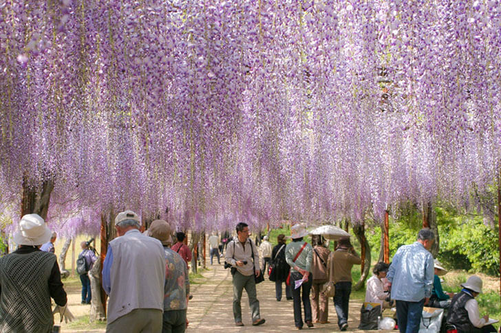 藤棚のトンネル。花の房が1メートル以上にわたるものもあり、滝のように咲き競う風景は必見!