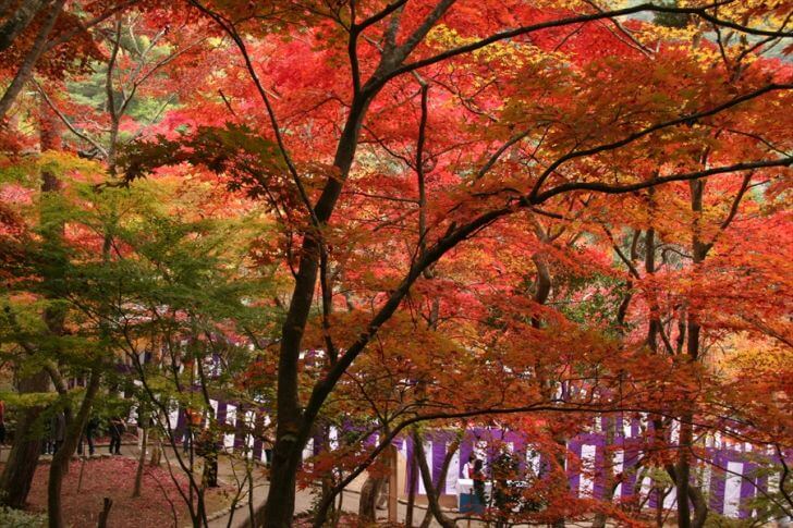 紅葉の瑞宝寺公園　画像提供：有馬温泉観光協会