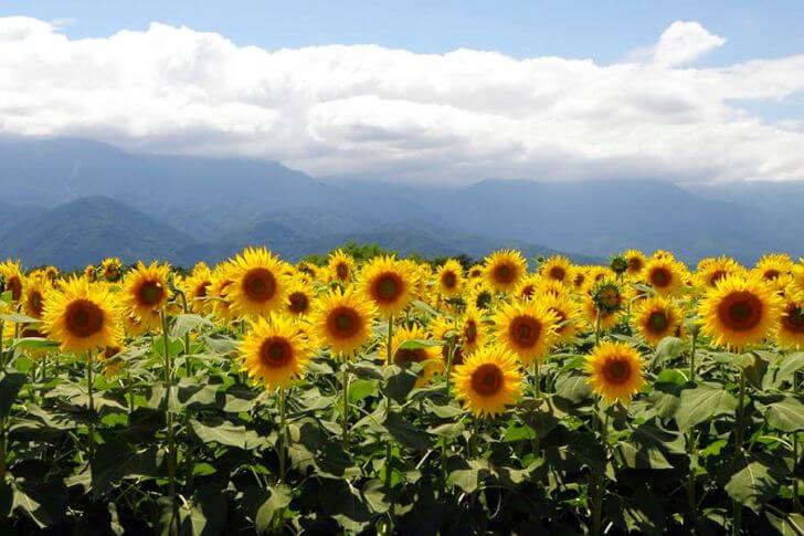 夏の絶景！山梨・明野ひまわり畑（北杜市明野サンフラワーフェス）