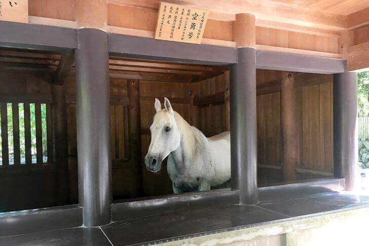 内宮の御厩(みうまや)には神様の乗り物とされている馬が。この白馬の名前は「空勇号」。