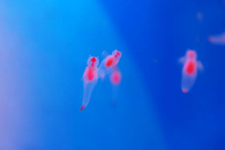 クリオネ。実は貝殻を持たない巻き貝の仲間。