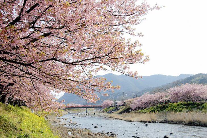 見頃に行きたい！伊豆・河津桜まつりで早咲きの桜鑑賞