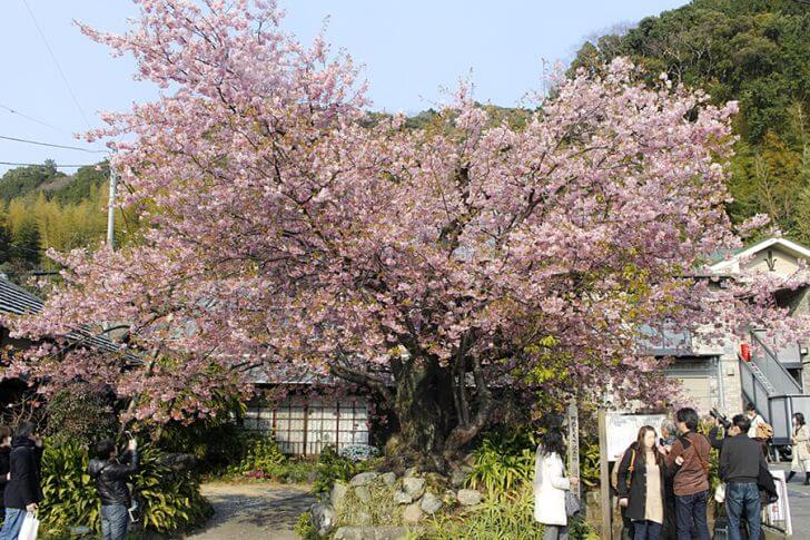 河津桜の原木