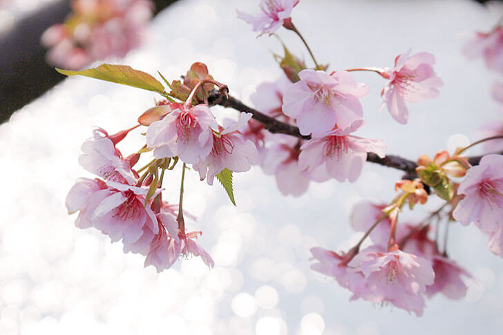 河津桜