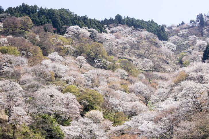 度パノラマ！山桜につつまれる吉野山へ｜たびらいバスツアー予約