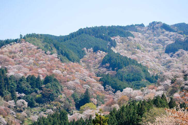 桜は4月上旬から下旬にかけて、山麓の下千本から山頂に近い奥千本へと開花していき、長い期間楽しめます。