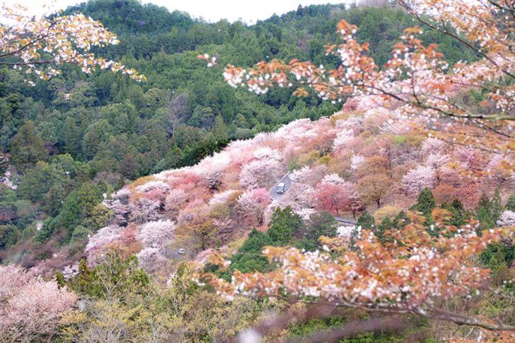 中千本。バスの車窓からも桜が観賞できます。