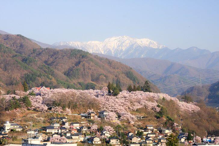 満開期には、高遠城址公園全体が桜で埋め尽くされる。