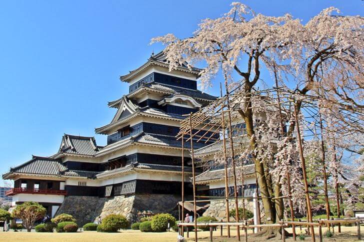 黒の城壁が美しい！国宝・松本城と「駒つなぎの桜」