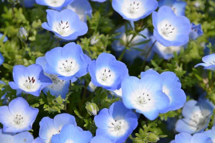 可憐な小さな青い花を咲かせる、ネモフィラ。