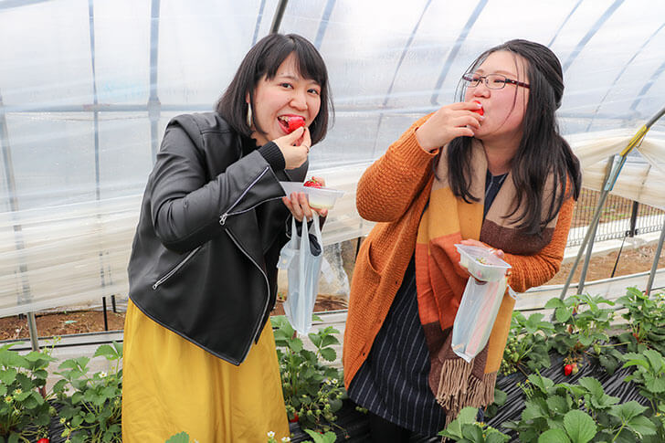 「深作農園」でイチゴ狩り