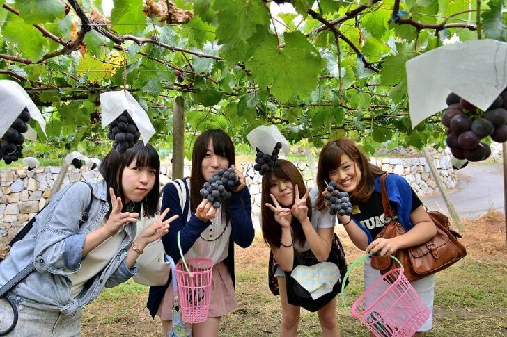高級ぶどうが食べ放題!