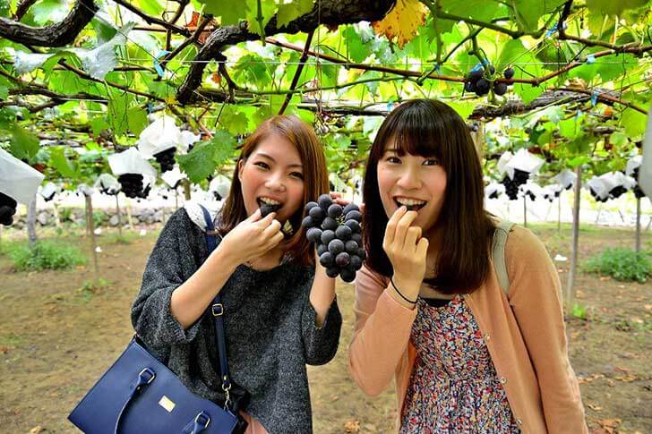フルーツ王国!山梨ぶどう狩りバスツアー